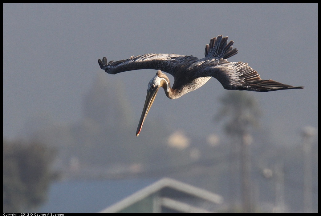 0807-070335-01.jpg - Brown Pelican