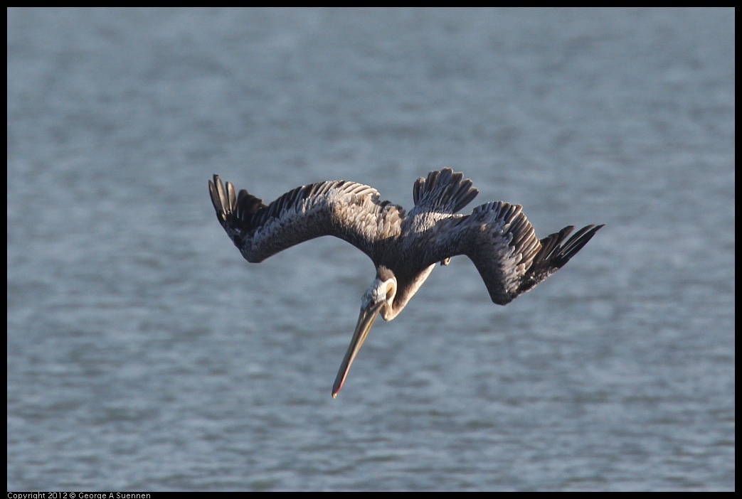 0807-070335-03.jpg - Brown Pelican