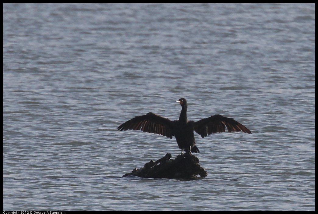 0807-070552-01.jpg - Double-crested Cormorant