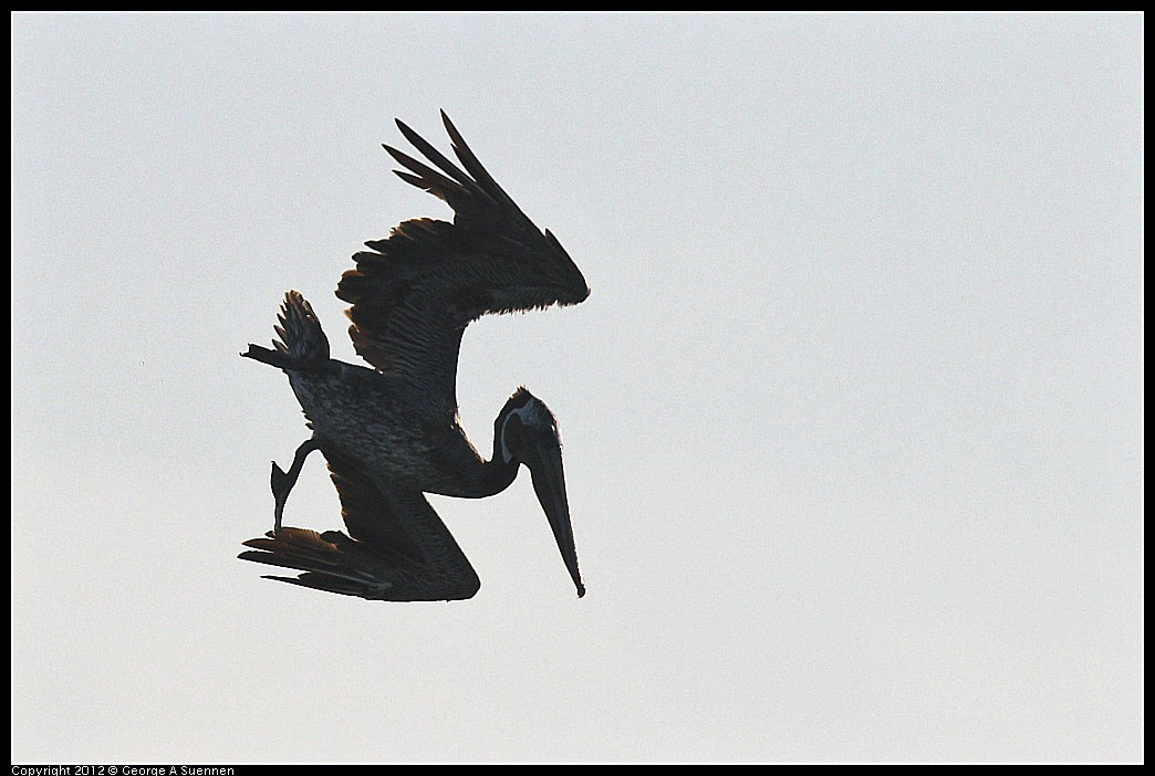 0807-071010-01.jpg - Brown Pelican