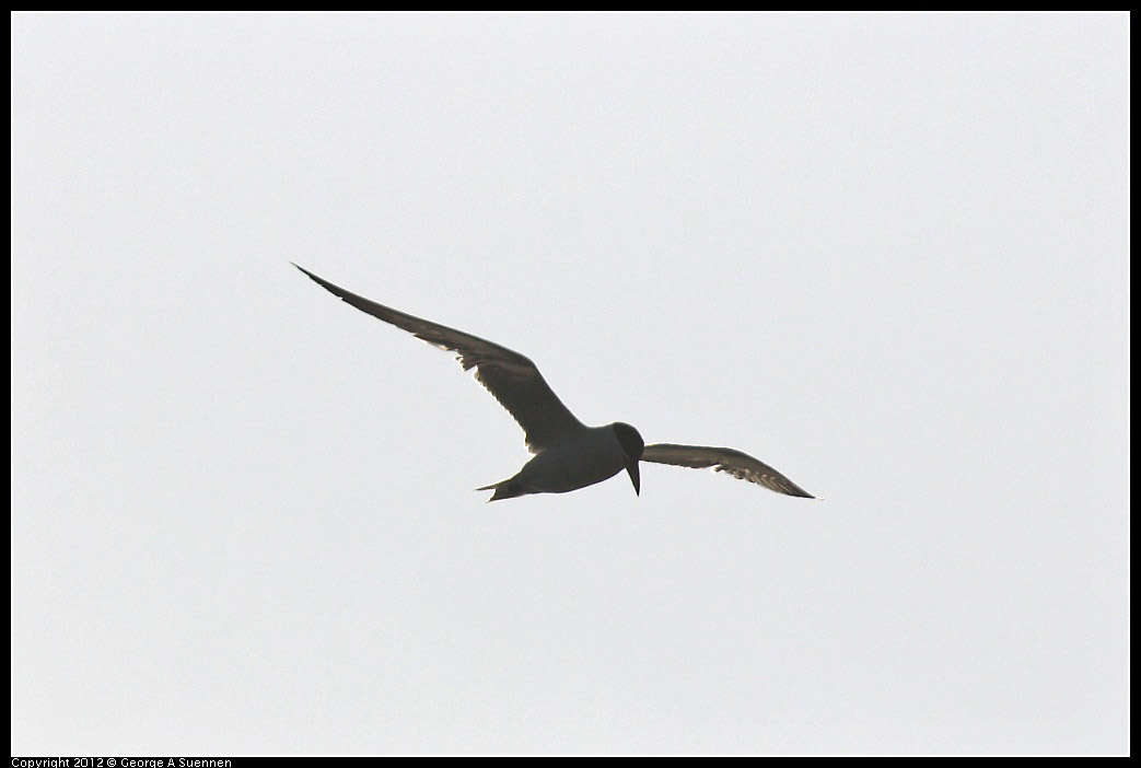 0807-071048-01.jpg - Caspian Tern