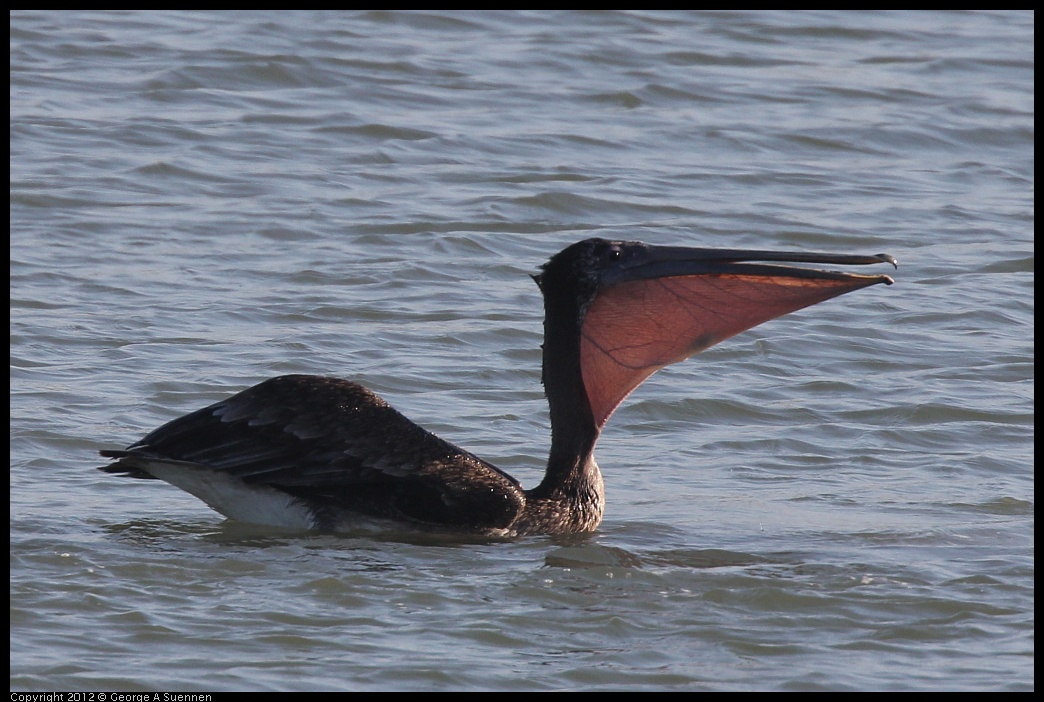 0807-071402-01.jpg - Brown Pelican