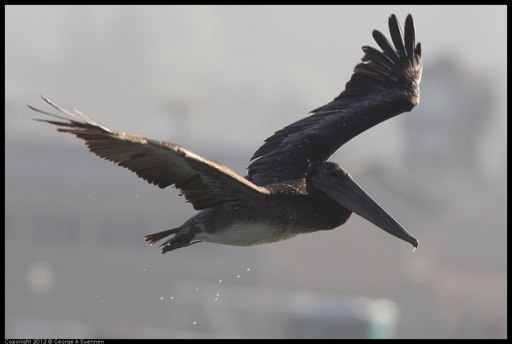 0807-071425-02.jpg - Brown Pelican