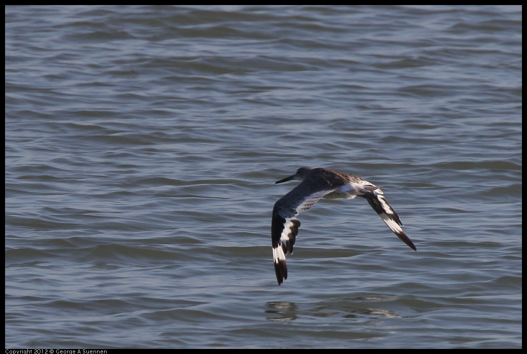 0807-071633-01.jpg - Willet