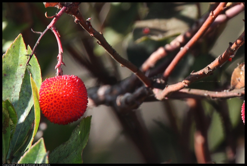 0807-072052-01.jpg - Fruit