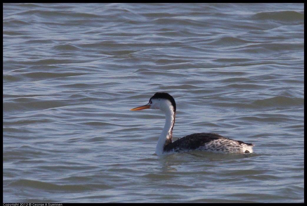 0807-072618-01.jpg - Clark's Grebe