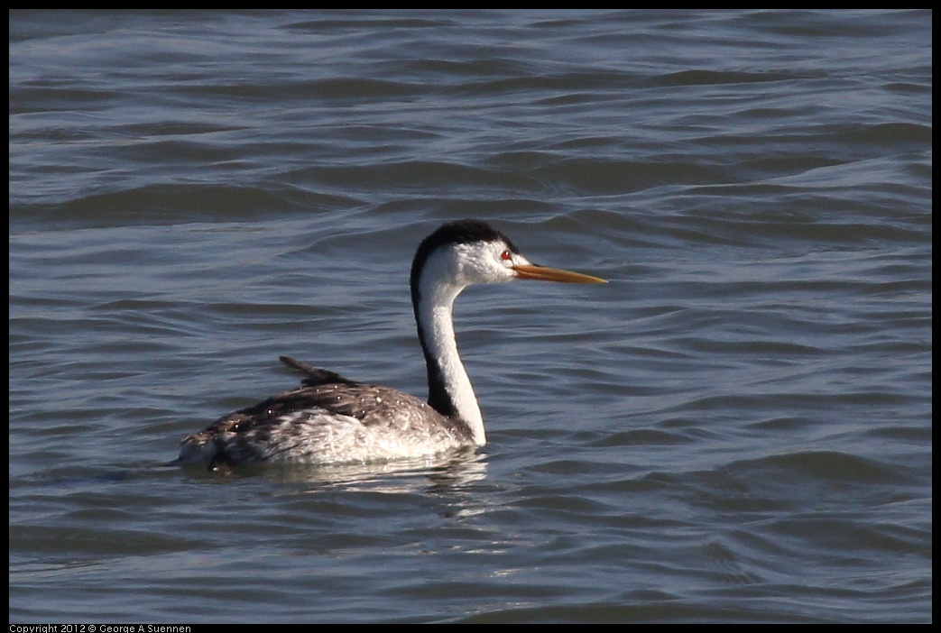 0807-072621-02.jpg - Clark's Grebe