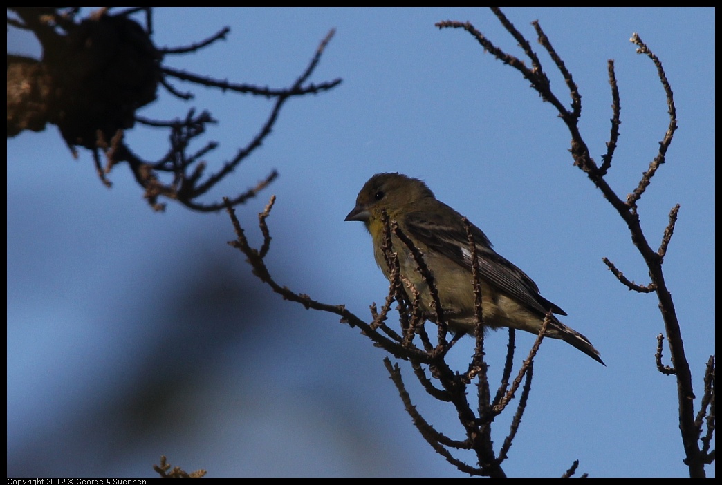 0807-072849-01.jpg - Lesser Goldfinch