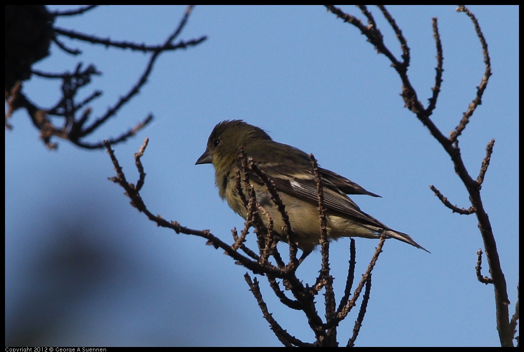 0807-072851-01.jpg - Lesser Goldfinch