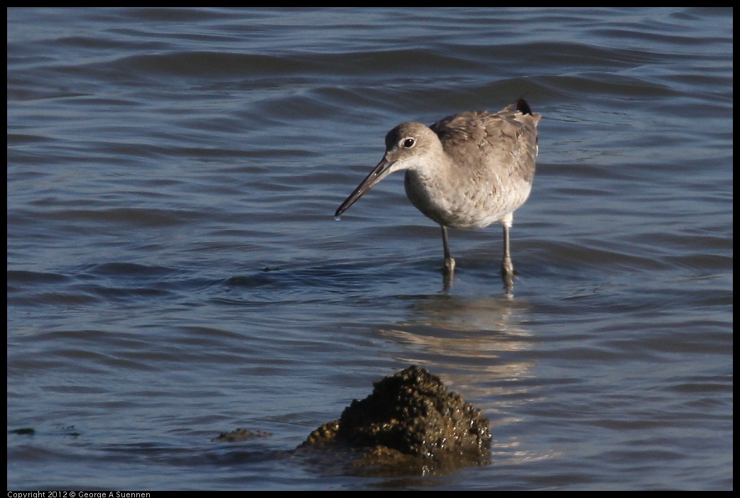 0807-073234-02.jpg - Willet