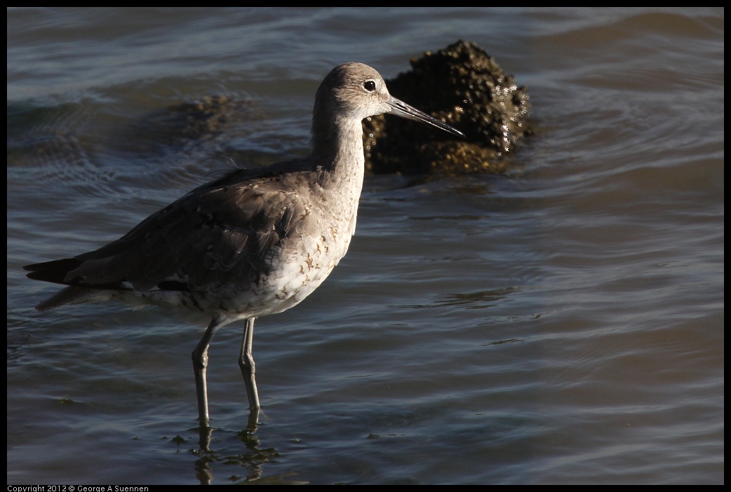 0807-073356-04.jpg - Willet