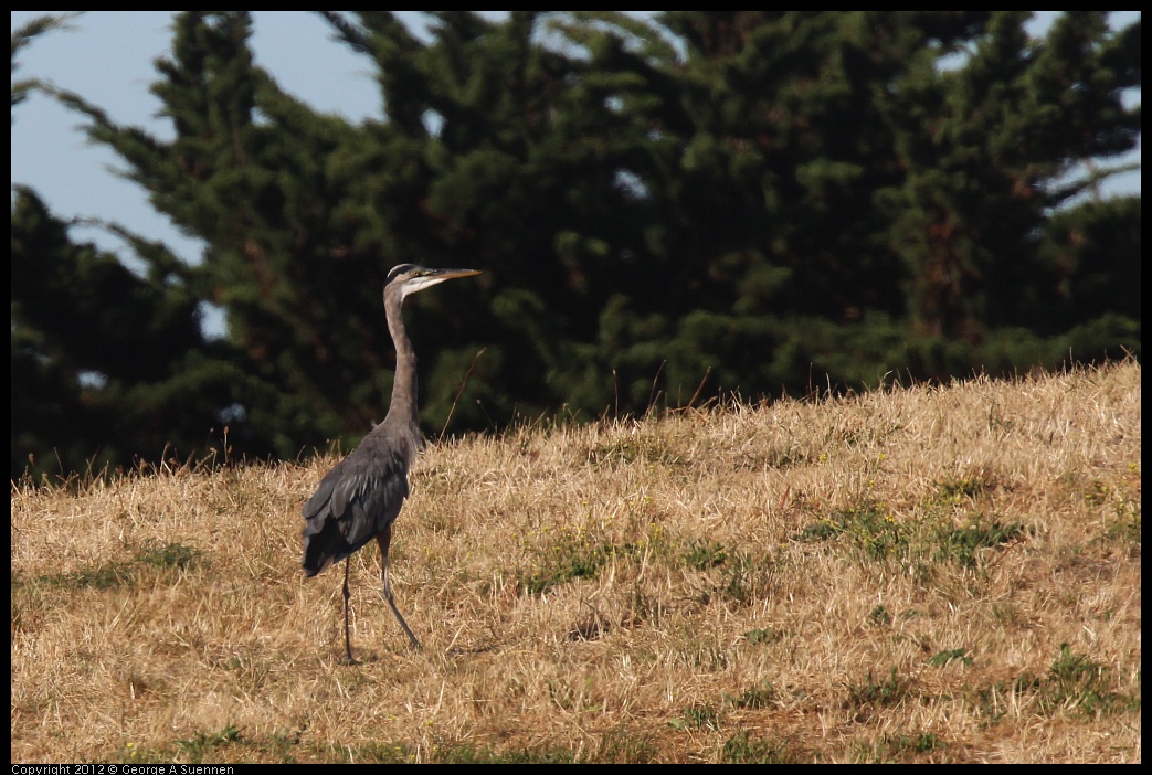 0807-073838-02.jpg - Great Blue Heron