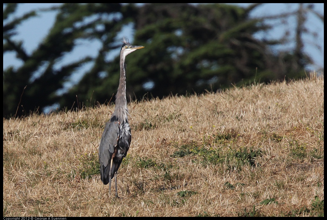 0807-074004-01.jpg - Great Blue Heron