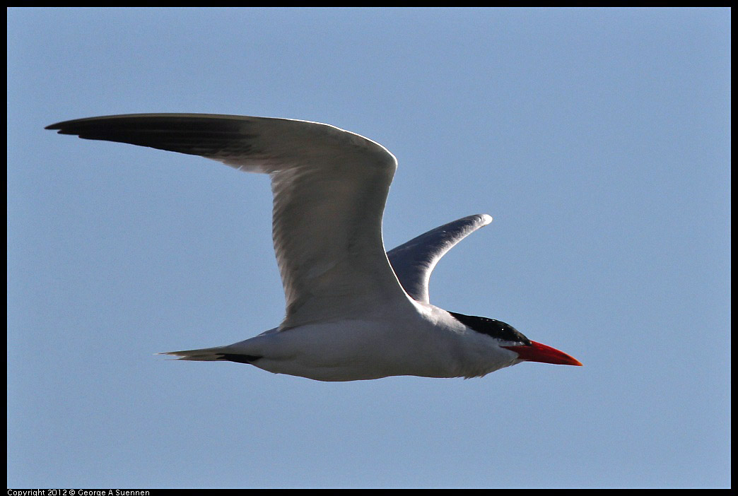 0807-074852-04.jpg - Caspian Tern