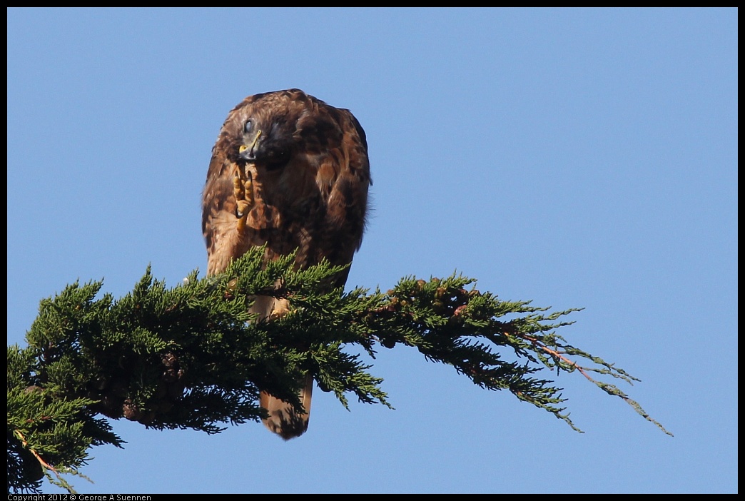 0807-075925-03.jpg - Red-tailed Hawk