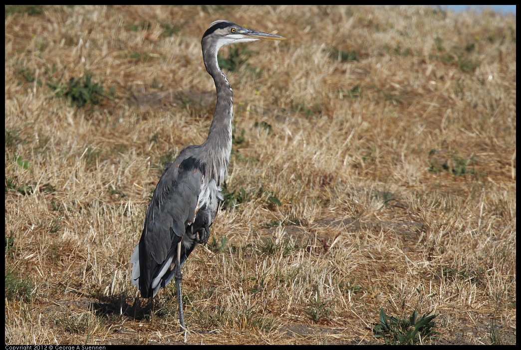 0807-075940-02.jpg - Great Blue Heron