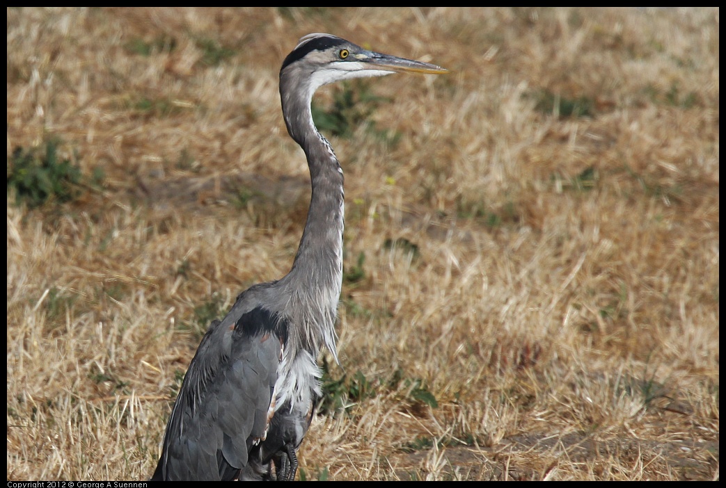 0807-075944-02.jpg - Great Blue Heron