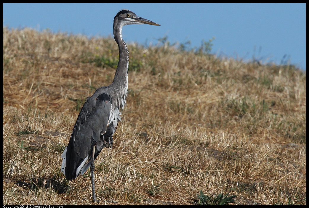 0807-080029-01.jpg - Great Blue Heron