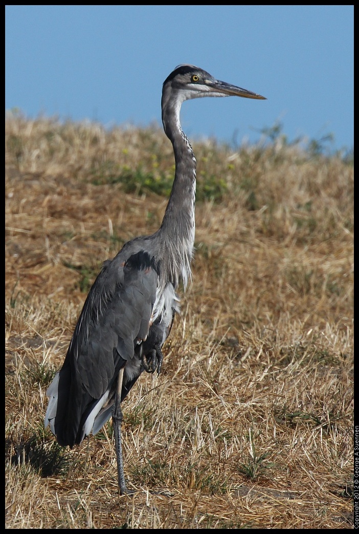 0807-080031-01.jpg - Great Blue Heron