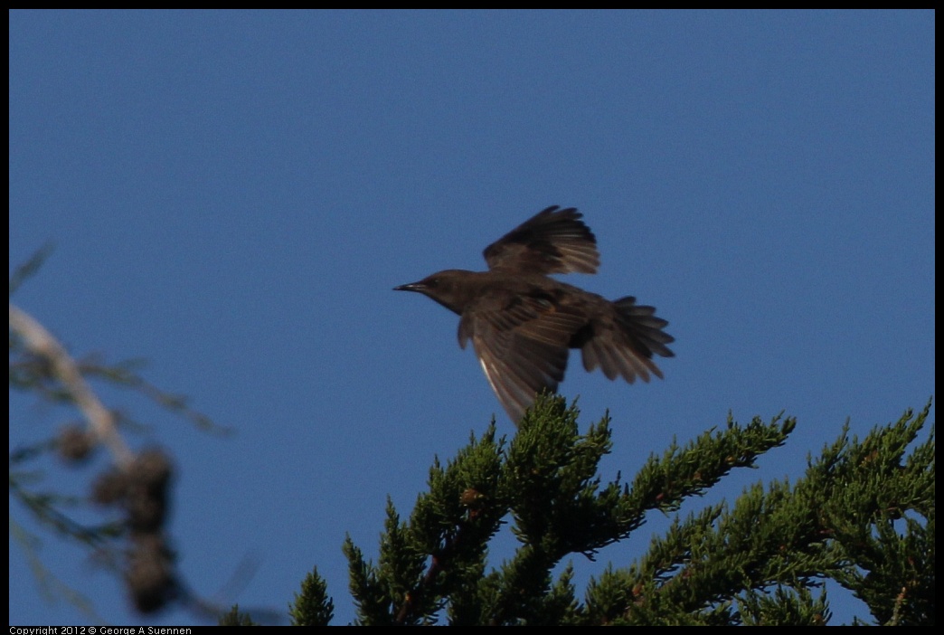 0807-080048-04.jpg - European Starling