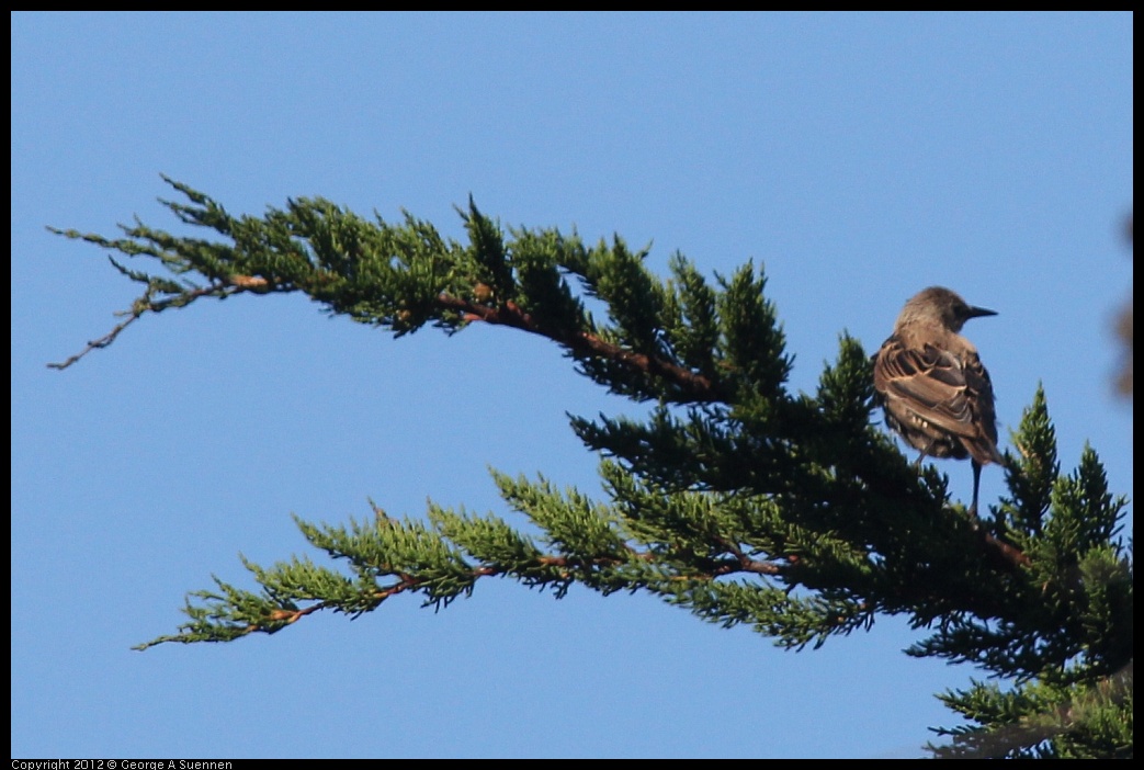 0807-080058-02.jpg - European Starling