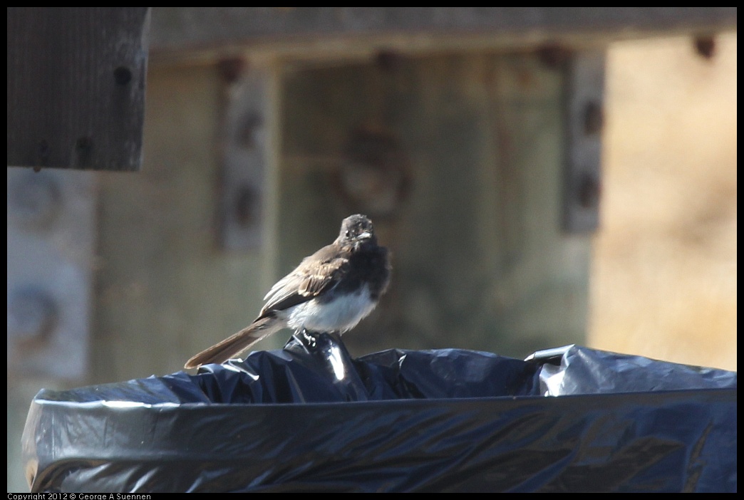 0807-080858-01.jpg - Black Phoebe