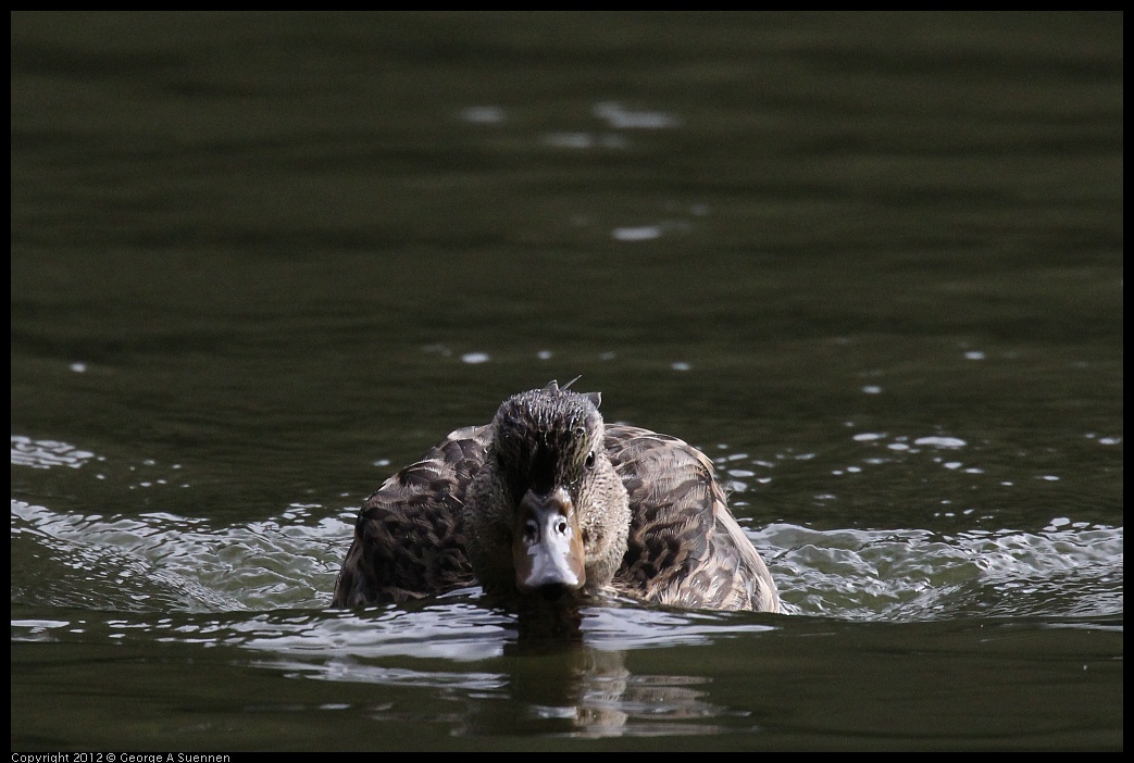 0830-080329-02.jpg - Mallard