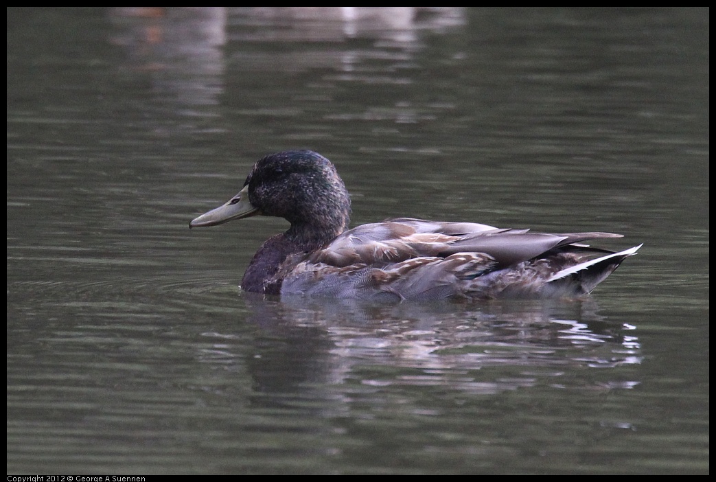 0830-080406-01.jpg - Mallard