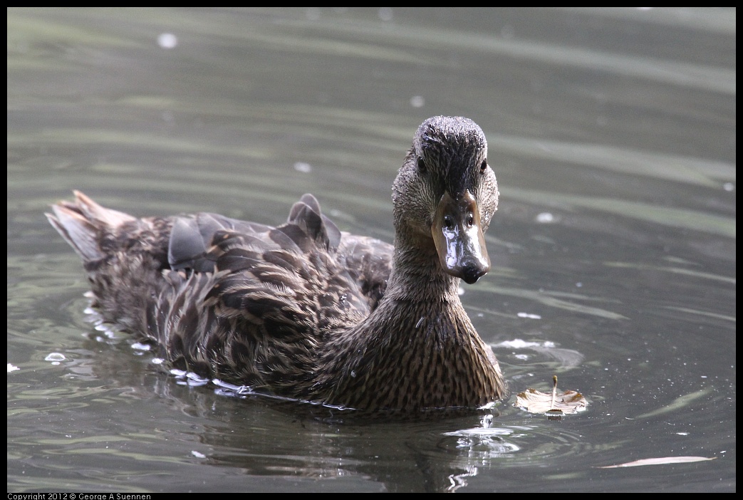 0830-080603-05.jpg - Mallard