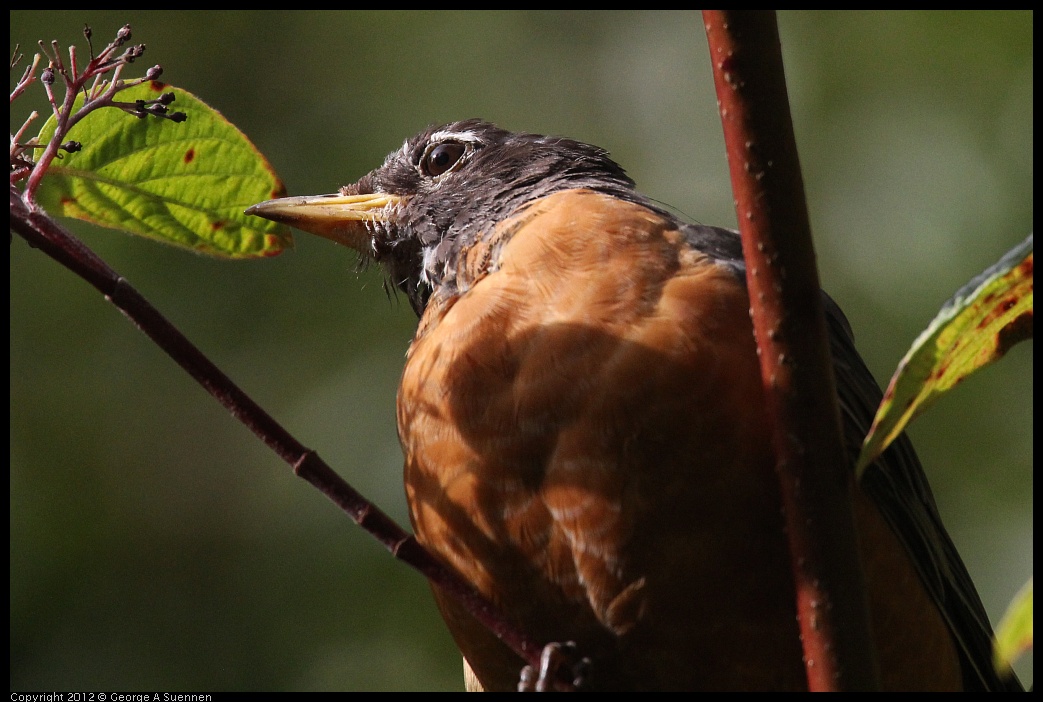 0830-081710-01.jpg - American Robin