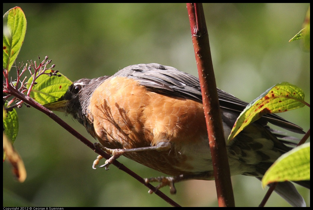 0830-081710-02.jpg - American Robin