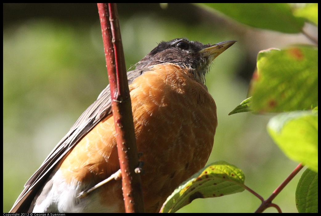 0830-081732-01.jpg - American Robin