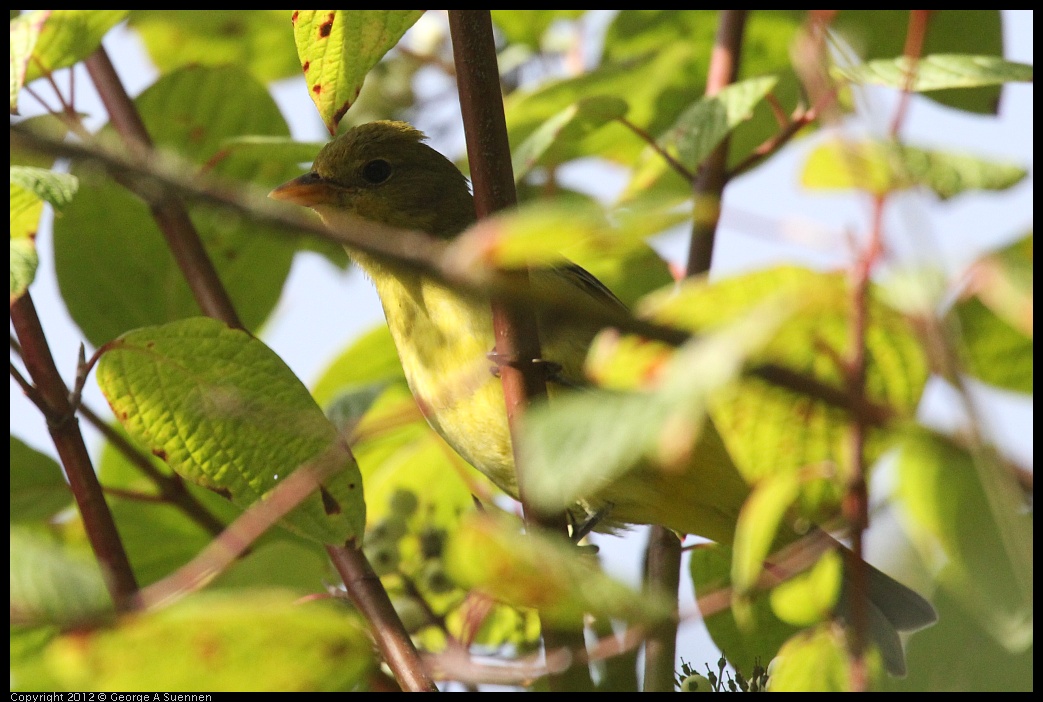 0830-081842-04.jpg - Westerrn Tanager (?)