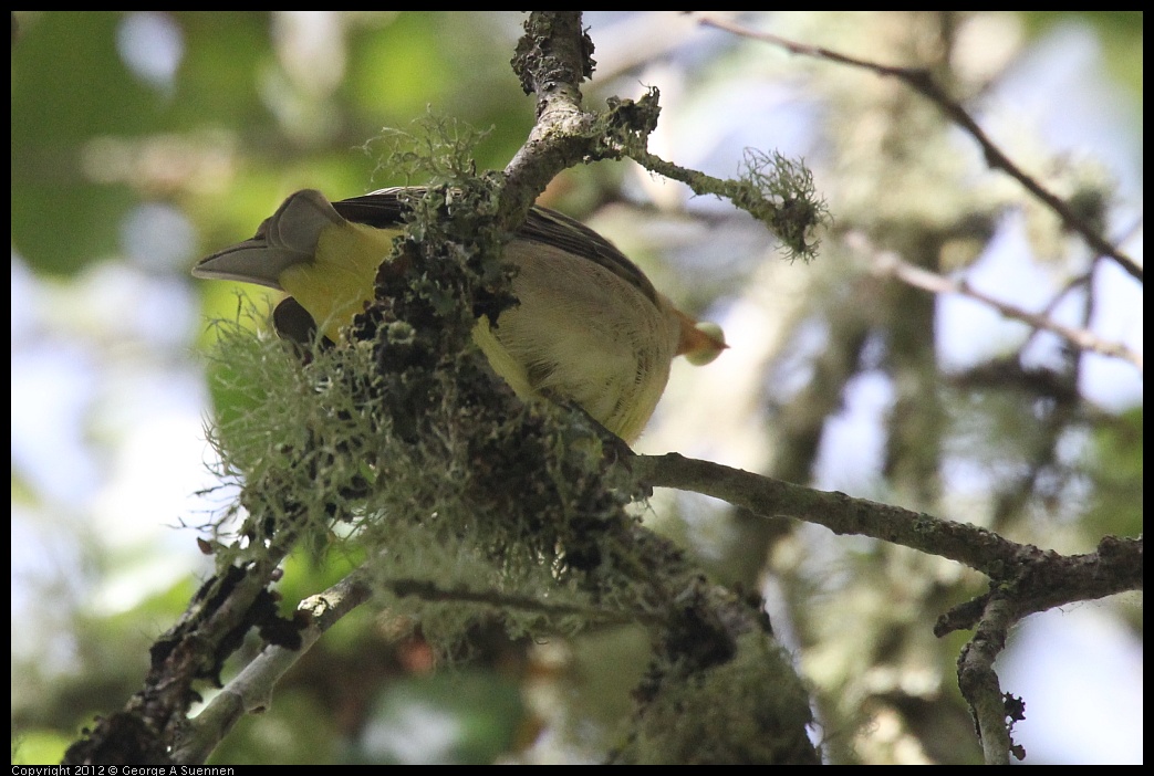 0830-081903-01.jpg - Westerrn Tanager (?)