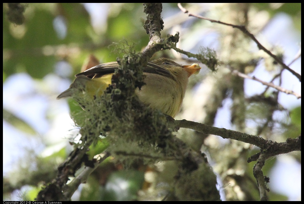 0830-081906-01.jpg - Westerrn Tanager (?)