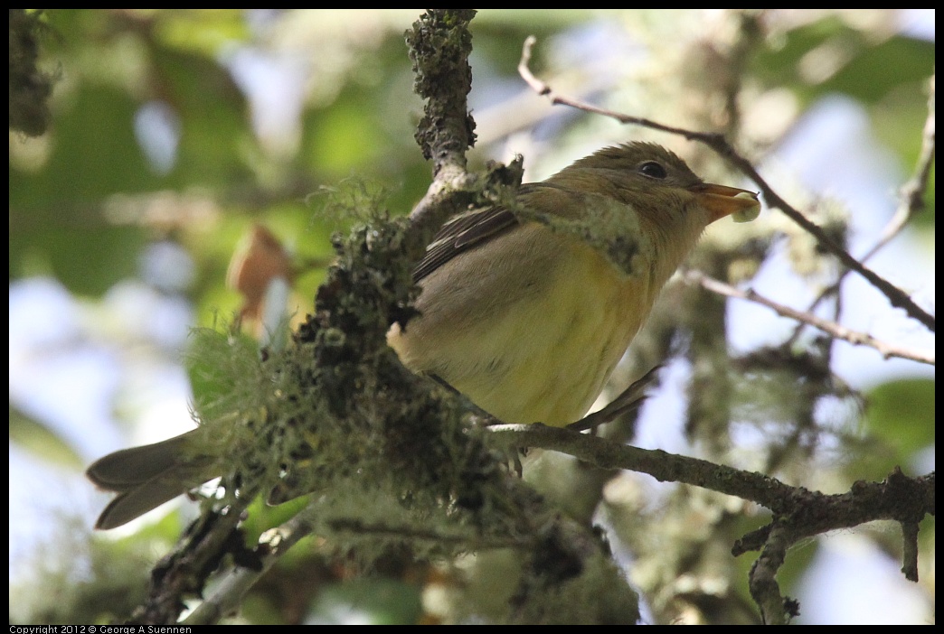 0830-081906-02.jpg - Westerrn Tanager (?)