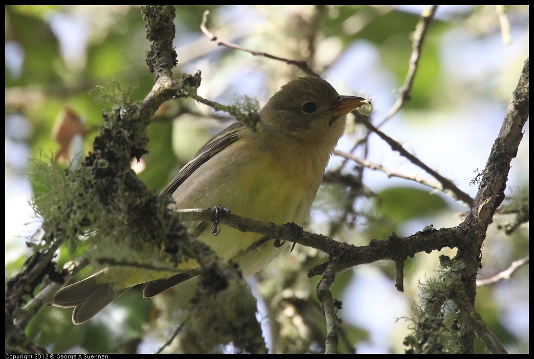 0830-081907-04.jpg - Westerrn Tanager (?)