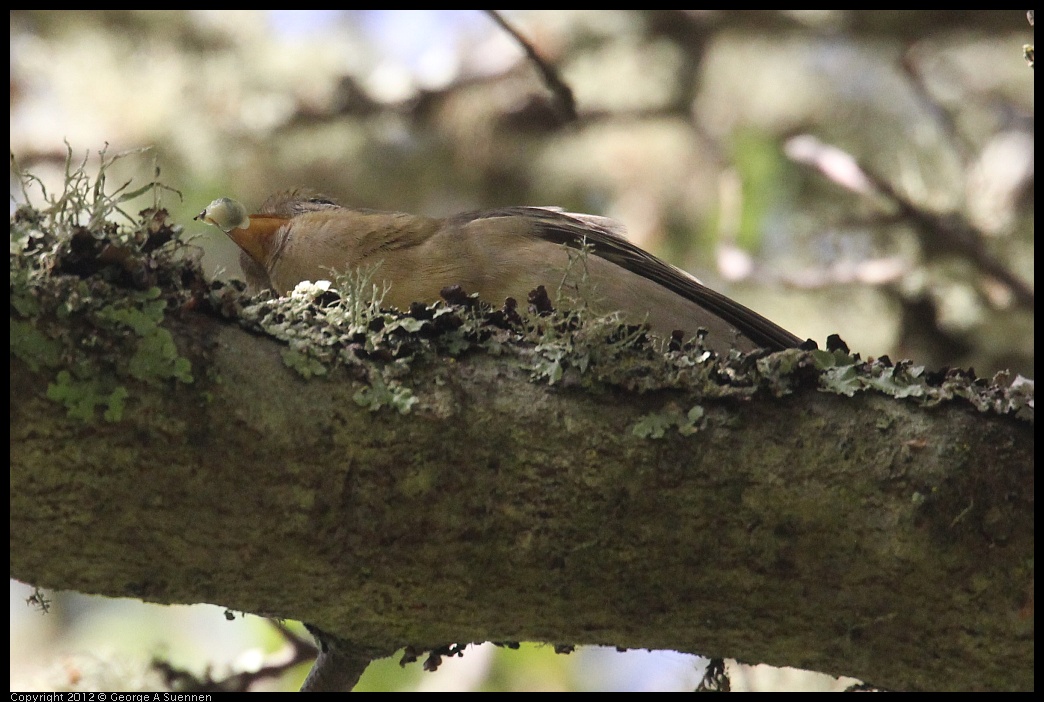 0830-081914-01.jpg - Westerrn Tanager (?)