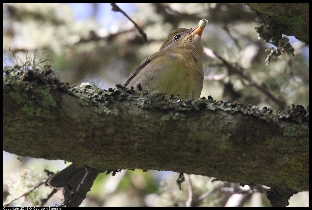 0830-081917-01.jpg - Westerrn Tanager (?)