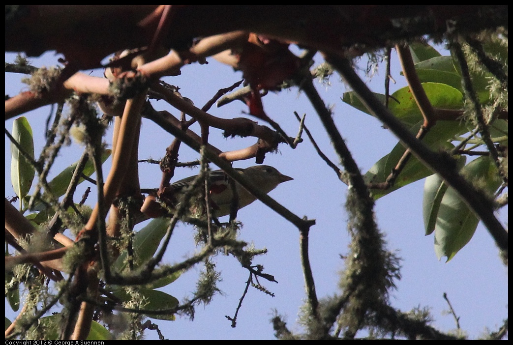 0830-082010-01.jpg - Westerrn Tanager (?)