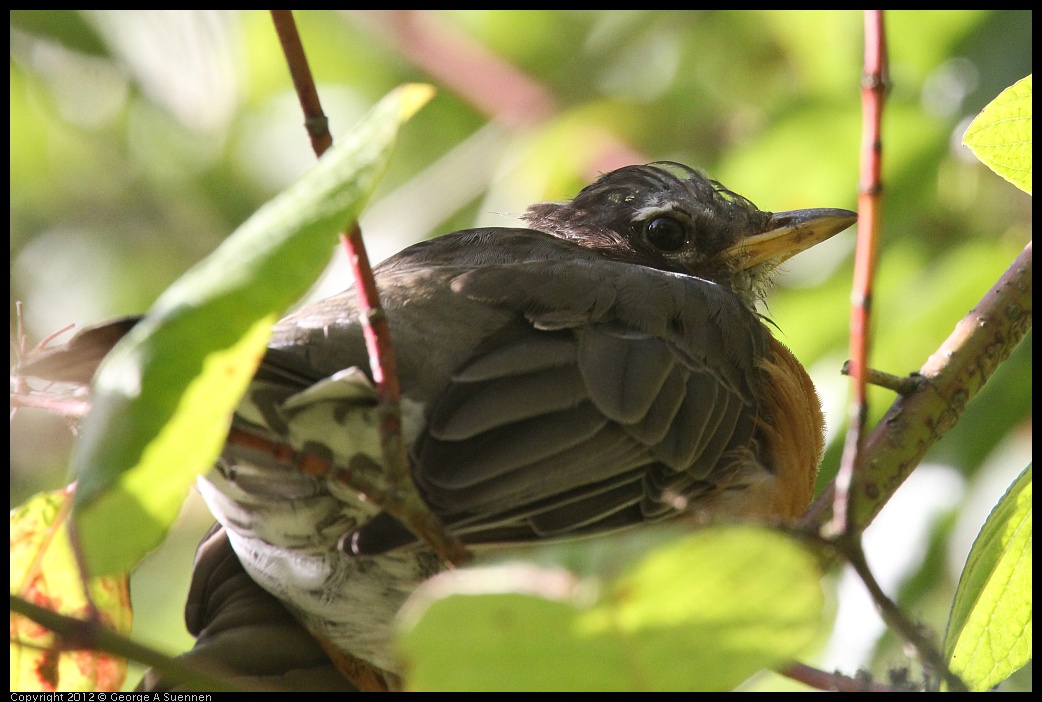 0830-082516-01.jpg - American Robin