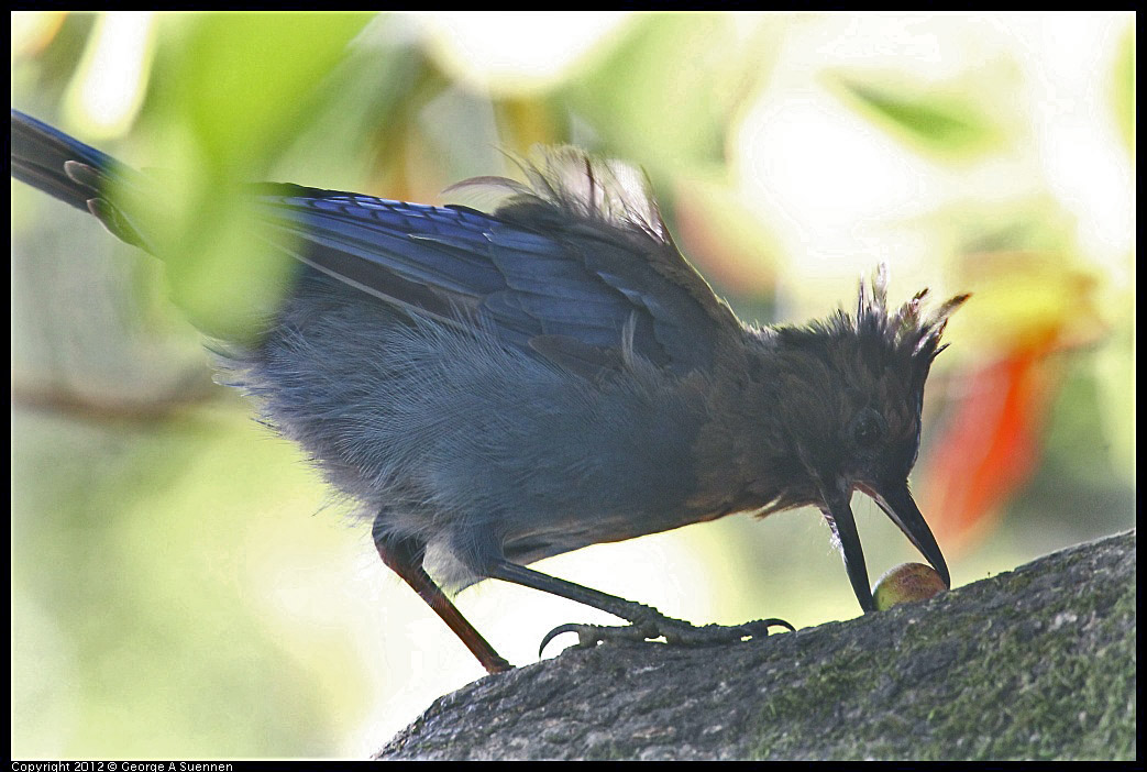 0830-082729-01.jpg - Stellar Jay