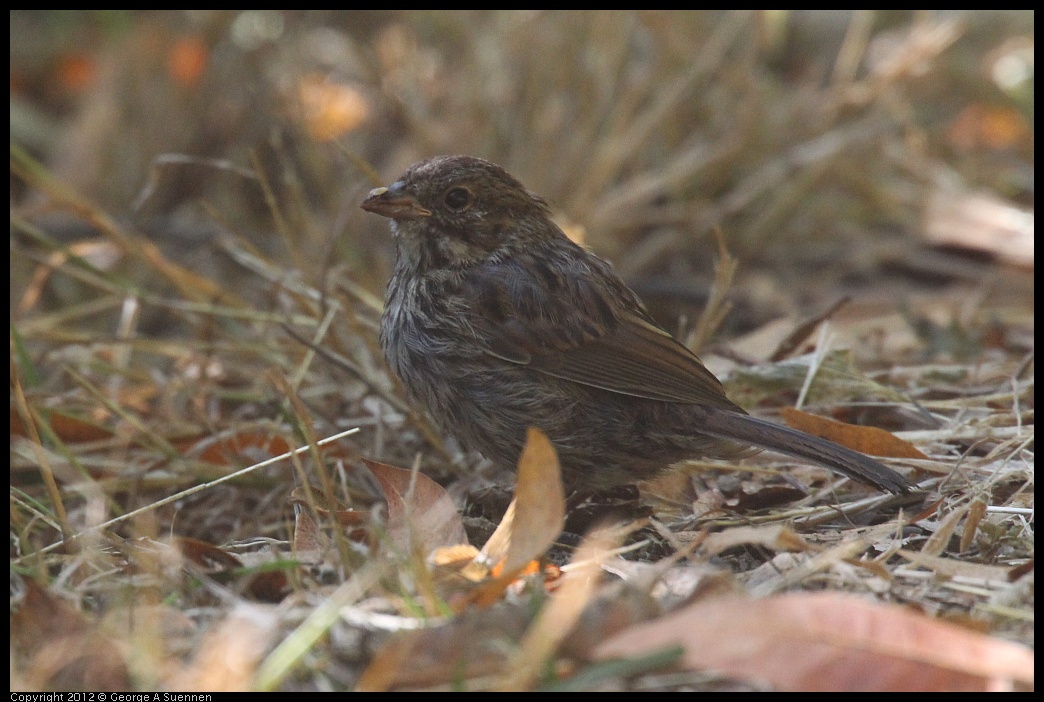 0830-082814-03.jpg - Sparrow