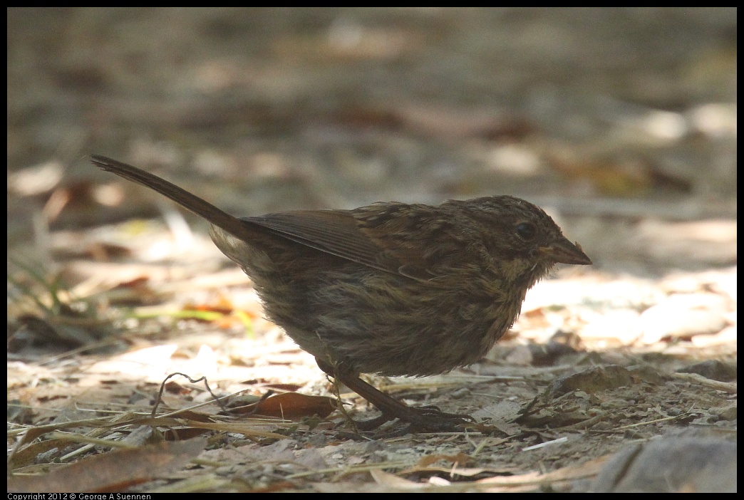 0830-082825-01.jpg - Sparrow