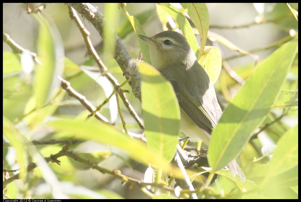 0830-083005-01.jpg - Warbling Vireo