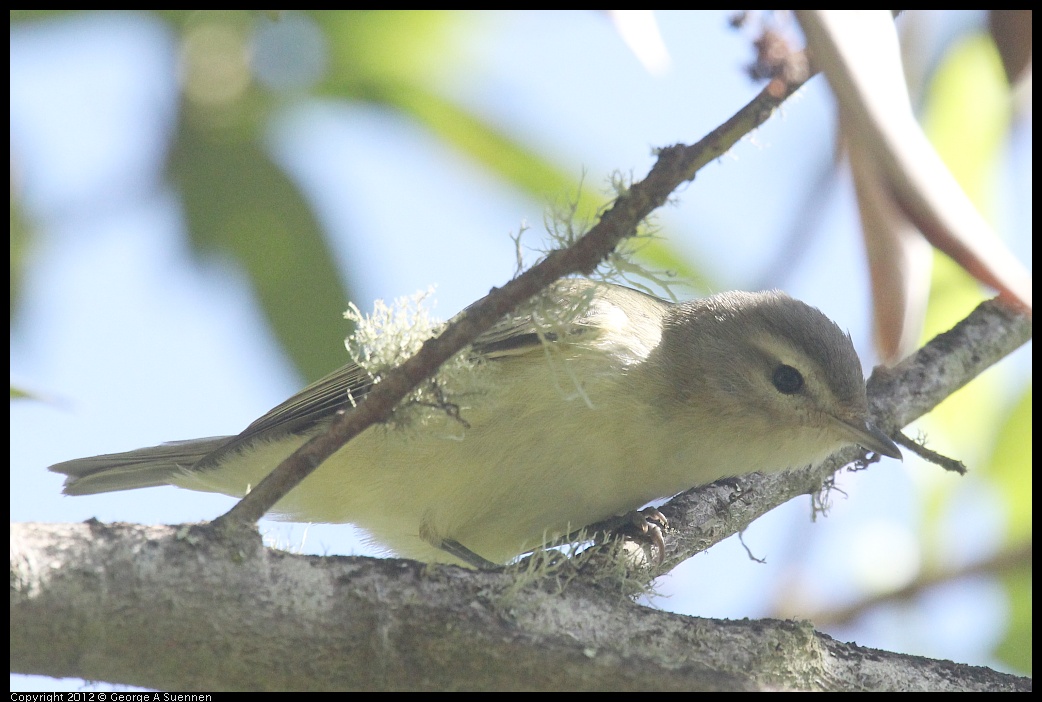 0830-083152-02.jpg - Warbling Vireo