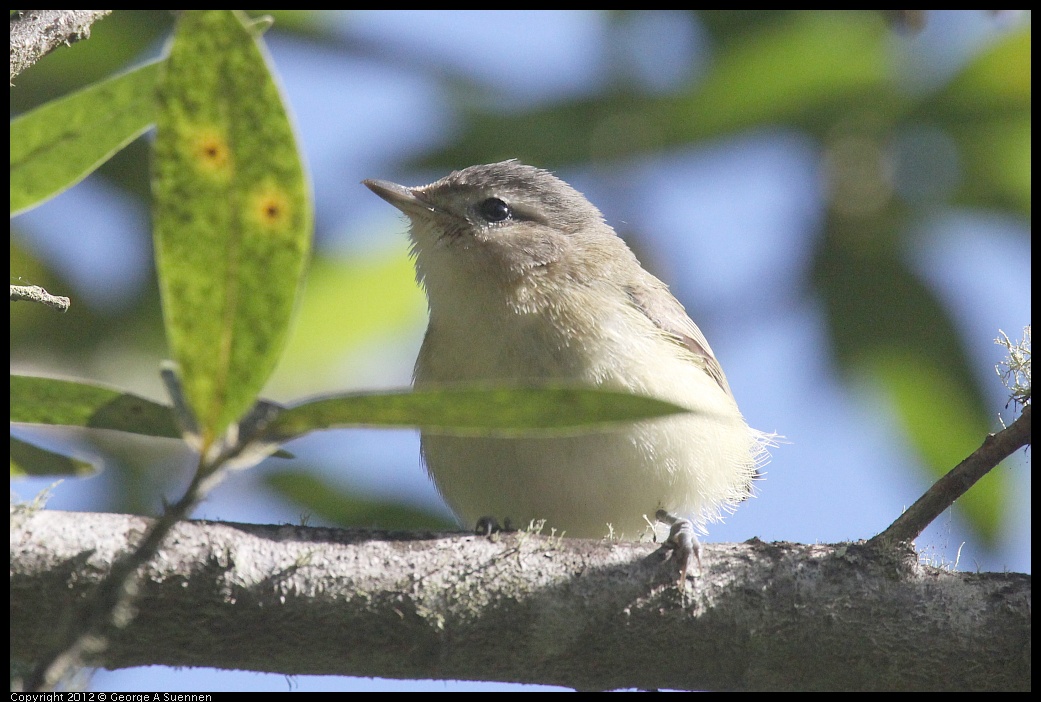 0830-083156-02.jpg - Warbling Vireo