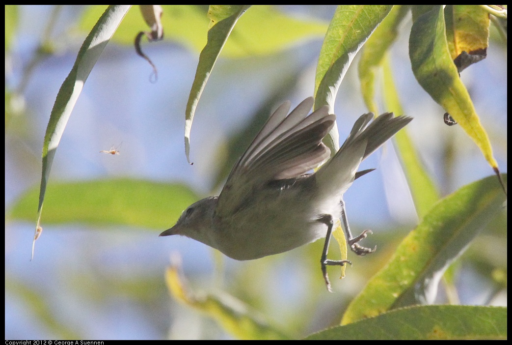 0830-083218-02.jpg - Warbling Vireo