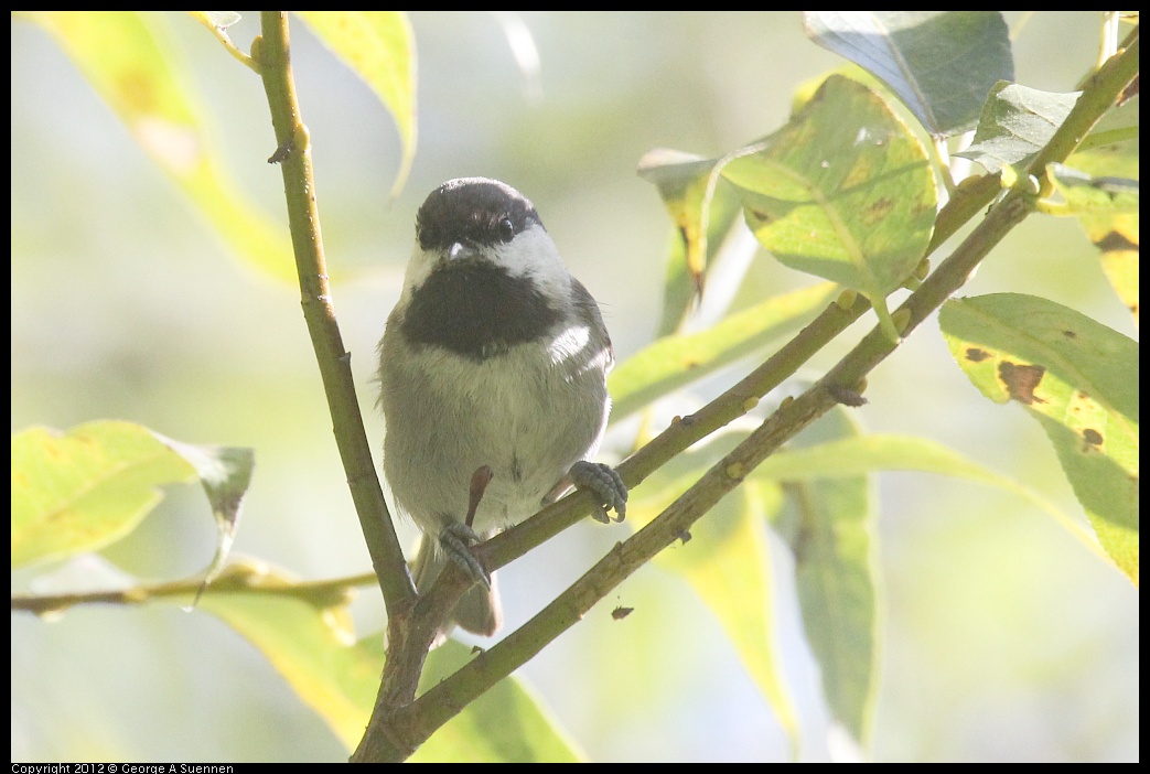 0830-083247-01.jpg - Chestnut-backed Chickadee