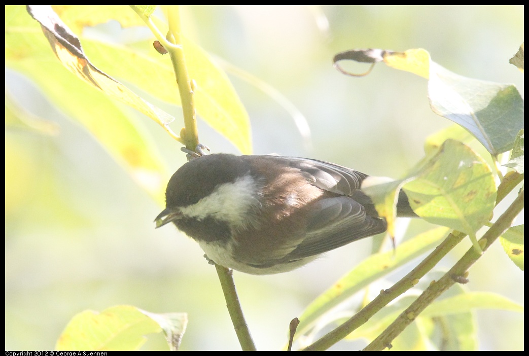 0830-083254-02.jpg - Chestnut-backed Chickadee